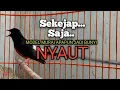 Lagu PANCINGAN MURAI BATU biar Emosi lawan jadi BUNYI NYAUT BONGKAR MATERI ISIAN 