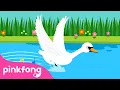 Download Lagu Angsa yang cantik | Lagu Binatang | Kartun \u0026 Lagu Anak | Pinkfong dan Baby Shark