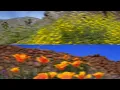 Catching Flies x TEED - Return to Ojai [Official Audio]