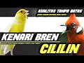 Download Lagu KUALITAS TOP‼️KENARI BREN SAMBUNG CILILIN PANJANG JERNIH || MASTERAN KENARI VS CILILIN PANJANG
