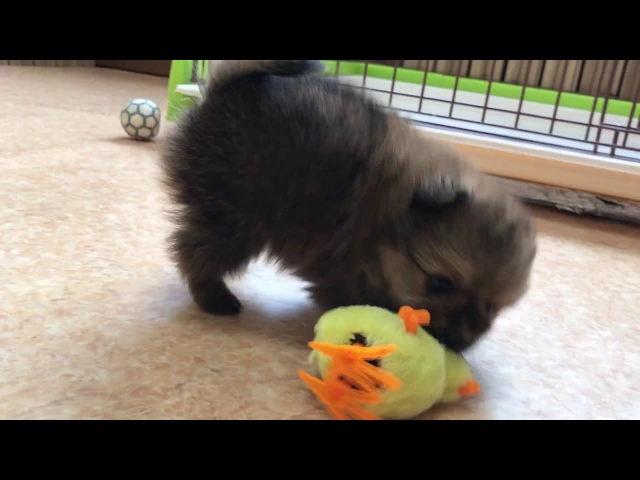 動画