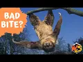 The Dark Side of Sloths Do They Really Have a Dangerous Bite