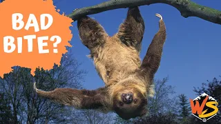 The Dark Side of Sloths Do They Really Have a Dangerous Bite