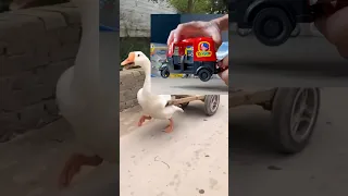 اه يا توك توك عاوز اقلبه حنطور 