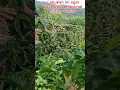 Download Lagu Rahasia buah kopi lebat #pertanian #kopi #coffee