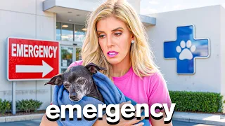 Our Dog's Emergency Room Trip