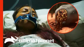 Download Tick Bite Infects Woman With Rare Parasites | Monsters Inside Me MP3