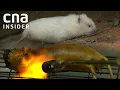 Eating Bamboo Rats in China