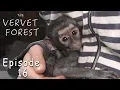 Baby Monkeys Rehabilitated At Animal Sanctuary In South Africa - Ep 16