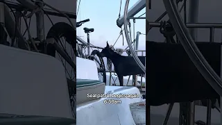 It’s serious business guys lol #fyp #pets #doberman #sailing