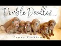Double Doodle Puppy Picking Ethel and Beans