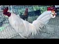 How to Condition Your Gamefowl Daily Routine and Care