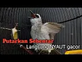 Suara trucukan gacor ngamuk Ngerol menantang LAWAN | Putarkan sebentar trucukmu Pasti ikut Gacor dor