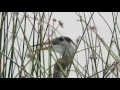 Heron eats baby duck