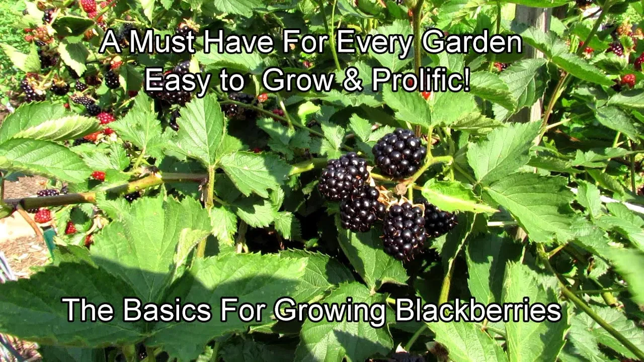 How to Grow Raspberries, Blueberries, and Blackberries in Containers