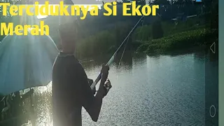 terciduknya si ekor merah mancing liar angler amatiran