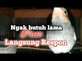 Lagu pancingan suara prenjak jantan memanggil betina//arendrapchannel