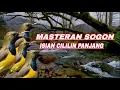 Download Lagu sogon gacor isian cililin panjang jeda suara air‼️