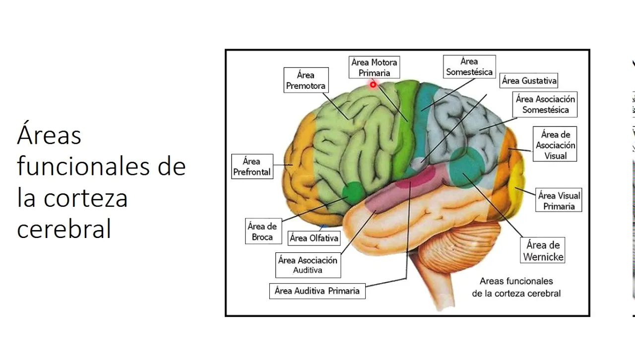 Áreas funcionales de la corteza cerebral y vías sensitivas y motoras