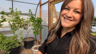 Repotting Fertilizing Citrus Trees Cutting Back Mint Planting Perennials