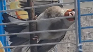 نرسهره کو مست کرو سهره کرمانی صدای سینس سهره ماده برای مست کردن نر در کوریز هم سهره نر را مست میکنه دندنها