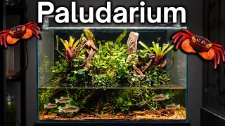 I Made an Ecosystem For Vampire Crabs, Here’s How!