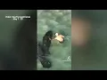 People illegally harassing manatees at popular Florida beach