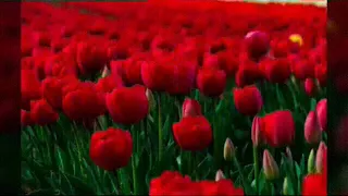 Nashida Akkan Bareedduu Tana Dhageefadha Asumaan Matii Naaf Ta Aa Ijolee Oromoo 