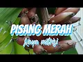 Download Lagu \