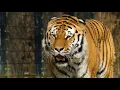 Download Lagu Wildlife Predators: Tiger, Lion, Leopard and Jaguar - The Four Big Cats ।#Documentary