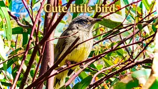 two cute little birds left the nest for the first time today! ππ#cutelittlebirds #birds #birdshorts