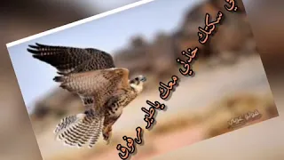 في سكتك خذني معك ياطير دندنها