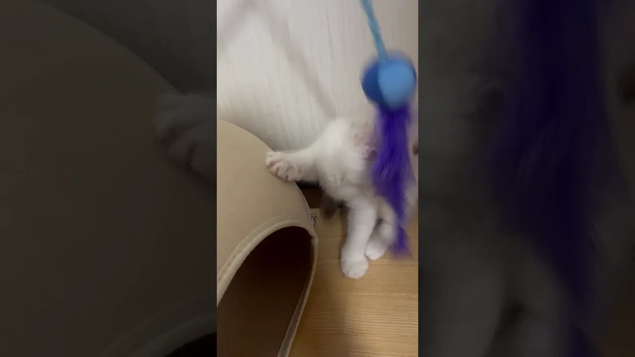 動画