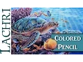 Colored Pencil Sea Turtle Part 2 - demonstration w Lachri