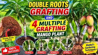 Double Roots Grafting And 4 Multiple Grafting On 1 Mango Plant...