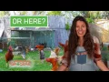 Here vs Here - Free Range Eggs