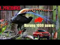 Download Lagu LYREBIRD || BURUNG 1000 SUARA