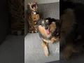 Download Lagu Hond en kat hebben slappe lach 😂 #kat #hond #video #grappig #leuk #lachen #omtelachen #dieren #lol