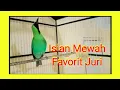 Download Lagu Cucak Ijo Jambul Ngetrok Isian Mewah Favorit Juri
