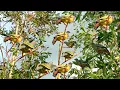 Download Lagu jangan di coba suara burung punai ini )punai hutan datang semua
