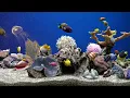 Dream Aquarium  Fish Tank | No Music | Calming Water Sounds | 5 Hours