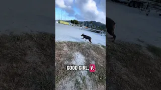Happy girl .. #fyp #dream #doberman #pets #youtube