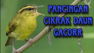 cikrak daun pleci pleret gacor pas buat pancingan males bunyi