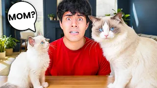 i searched for my kitten s mom sad 