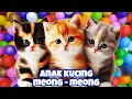 anak kucing meong meong ibu kucing meonganak kucing meong-meong ibu kucing meong-meong  #kucinglucu