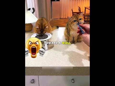 Amazing Cat Tricks 😺✨ #usa