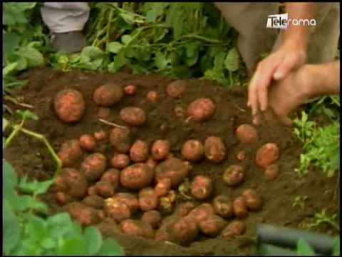 Ecuador Agropecuario 05-06-2018