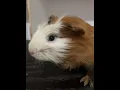 Guinea Pig Small Furry For Adoption - 3 Months DAISY from Subang Perdana Selangor