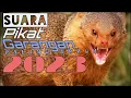 Download Lagu Suara pikat garangan paling ampuh terbaru 2024. durasi panjang. jamin joss