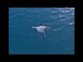 Aimyon - Futaba【OFFICIAL MUSIC VIDEO】